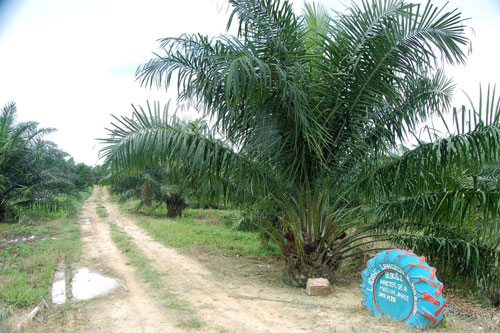 zły olej palmowy?
