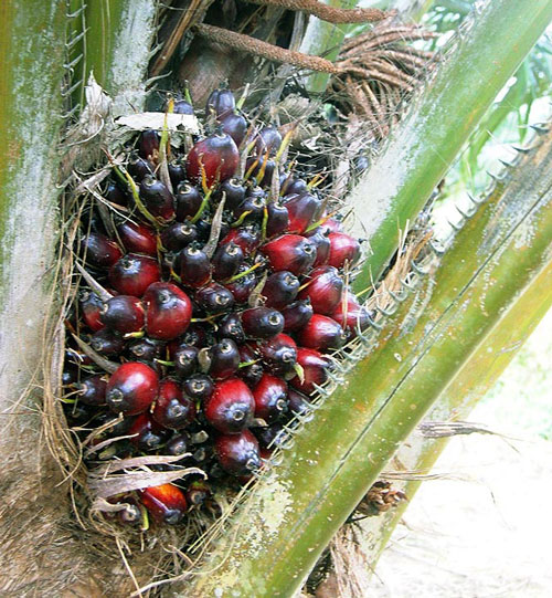 certyfikacja oleju palmowego