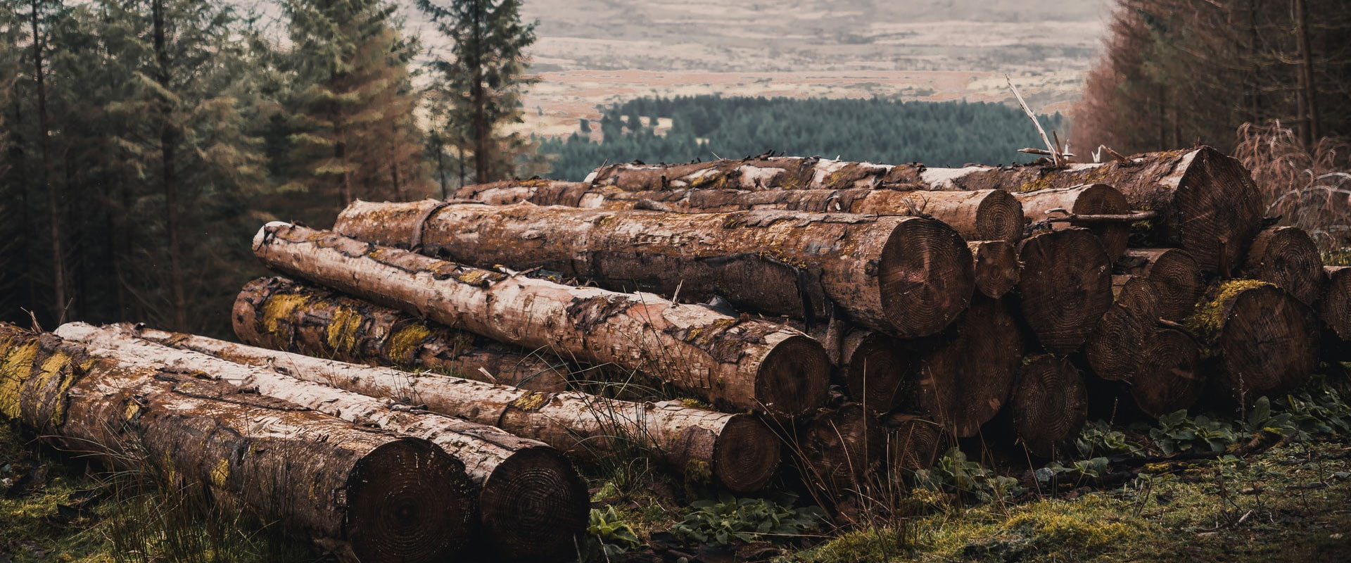 Zmiany w analizie ryzyka drewna kontrolowanego w Systemie FSC® COC dla Polski.