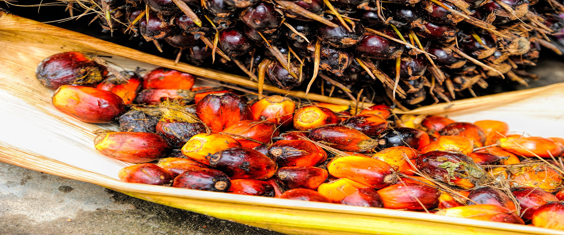 O co chodzi z olejem palmowym?