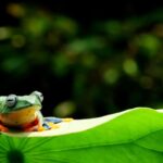 Rainforest Alliance