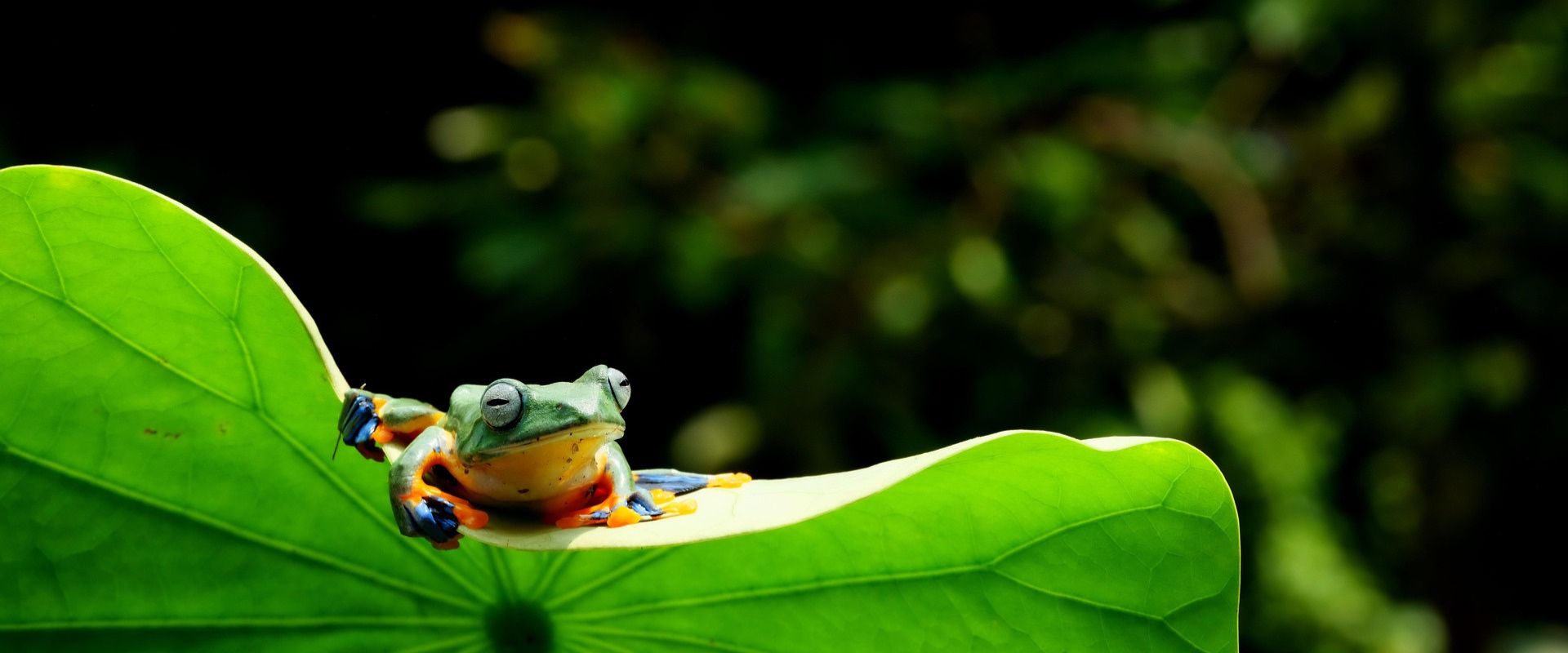 Rainforest Alliance 2020 – wersja 1.4. Co się zmienia?