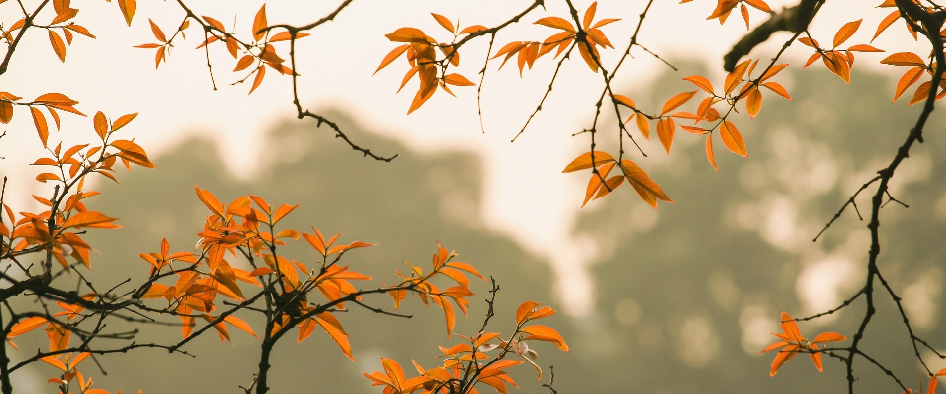 Praca biura Control Union Poland w długi weekend listopadowy